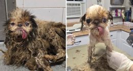 115 dogs found in Brooklyn hoarder home on the road to recovery with 'love and care' from animal rescuers