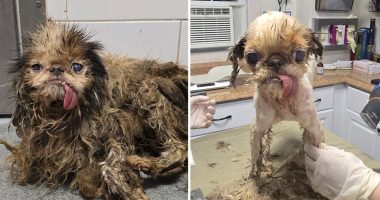 115 dogs found in Brooklyn hoarder home on the road to recovery with 'love and care' from animal rescuers