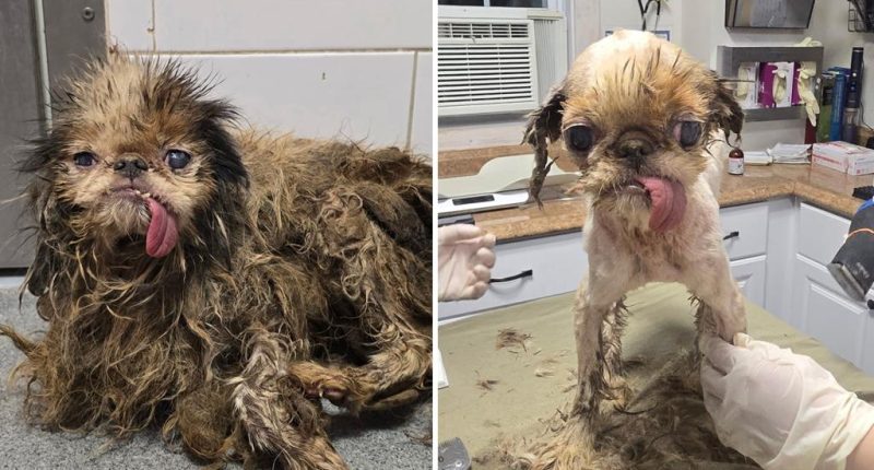 115 dogs found in Brooklyn hoarder home on the road to recovery with 'love and care' from animal rescuers