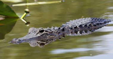 Trump to visit 'Alligator Alcatraz' detention center this week