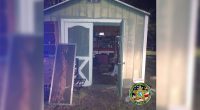 2 women arrested after 5-year-olds found abandoned in shed: Florida deputies
