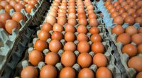 Photo of fresh eggs neatly arranged in an egg carton at a supermarket. The eggs are organized in a clean, orderly manner, showcasing the concept of freshness, organization, grocery shopping