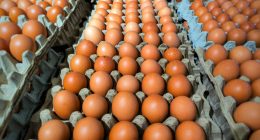 Photo of fresh eggs neatly arranged in an egg carton at a supermarket. The eggs are organized in a clean, orderly manner, showcasing the concept of freshness, organization, grocery shopping