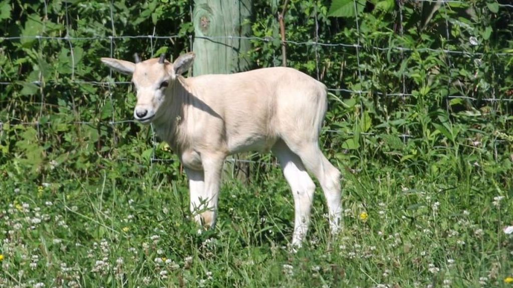 Adorable baby animal on the brink of extinction is born at zoo