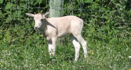 Adorable baby animal on the brink of extinction is born at zoo