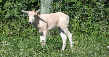 Adorable baby animal on the brink of extinction is born at zoo