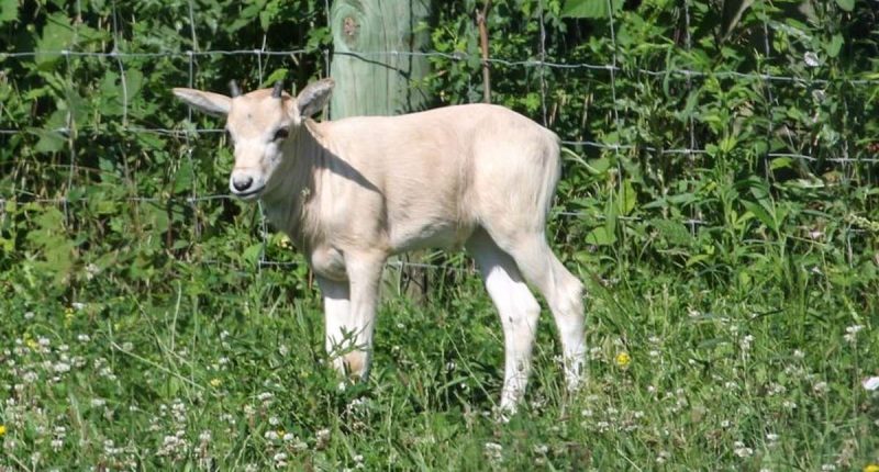 Adorable baby animal on the brink of extinction is born at zoo