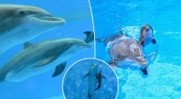 Adorable baby bottlenose dolphin's first breath shown in incredible video