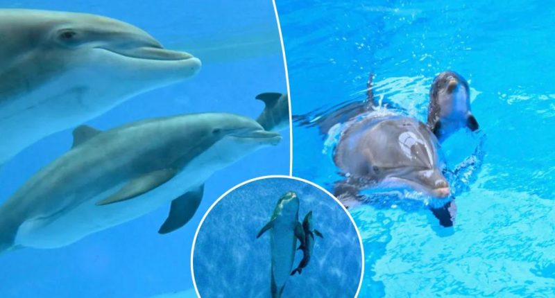 Adorable baby bottlenose dolphin's first breath shown in incredible video