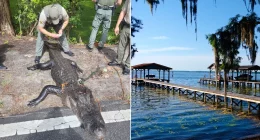 Alligator injures girl swimming in popular summer state park destination