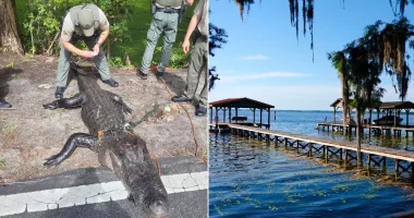 Alligator injures girl swimming in popular summer state park destination