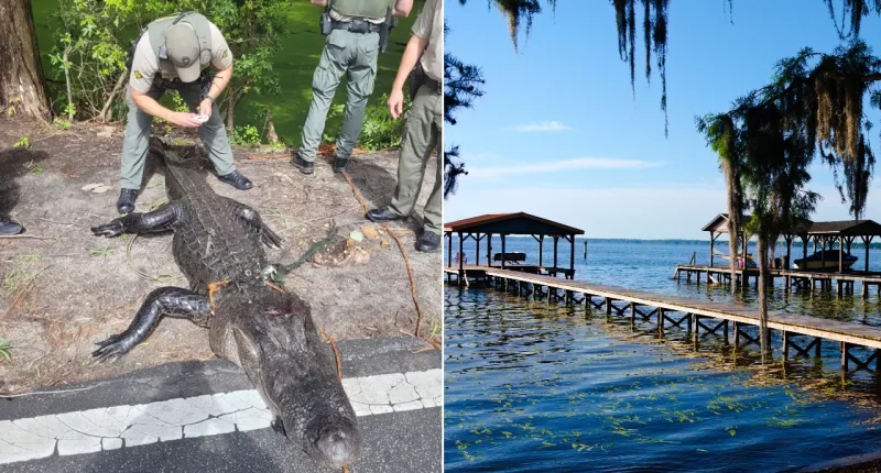 Alligator injures girl swimming in popular summer state park destination