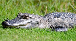 Alligator mauls woman canoeing as Florida urges vacationers to avoid disaster with safety tips