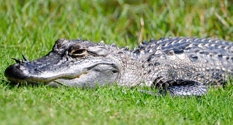 Alligator mauls woman canoeing as Florida urges vacationers to avoid disaster with safety tips