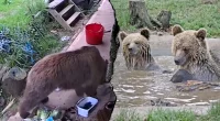 Bears escape wildlife park enclosure and feast on week's worth of honey
