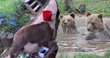 Bears escape wildlife park enclosure and feast on week's worth of honey