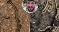 Beware toxic, foot-long hammerhead worms invading US