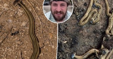 Beware toxic, foot-long hammerhead worms invading US