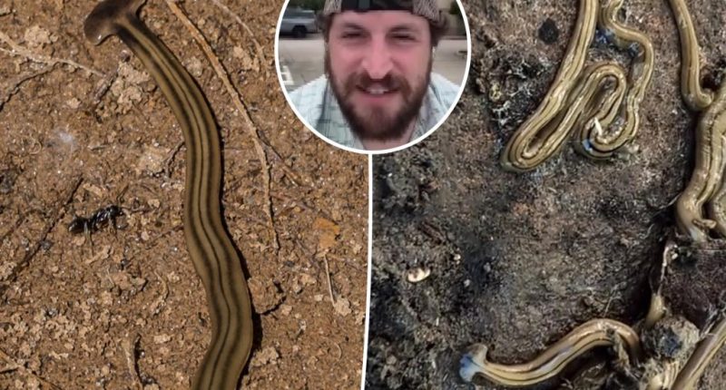 Beware toxic, foot-long hammerhead worms invading US