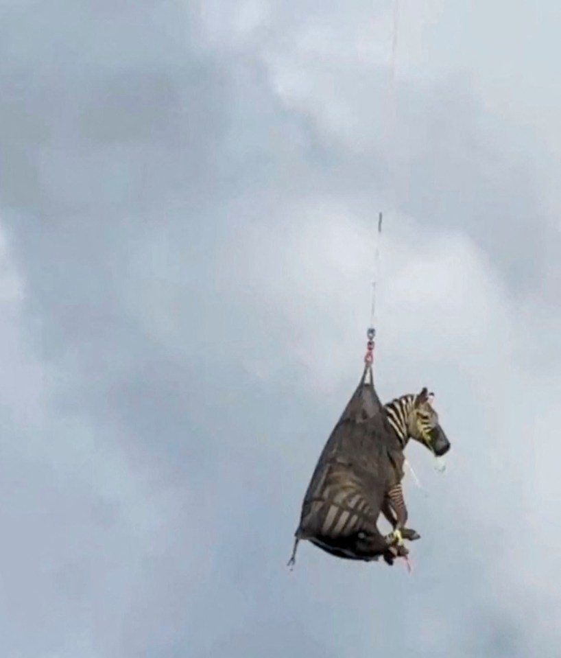 A zebra being airlifted by helicopter.