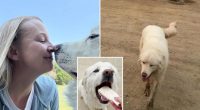 Burrito-obsessed dog walks five miles overnight without owner to get free snack