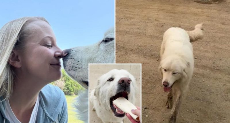 Burrito-obsessed dog walks five miles overnight without owner to get free snack