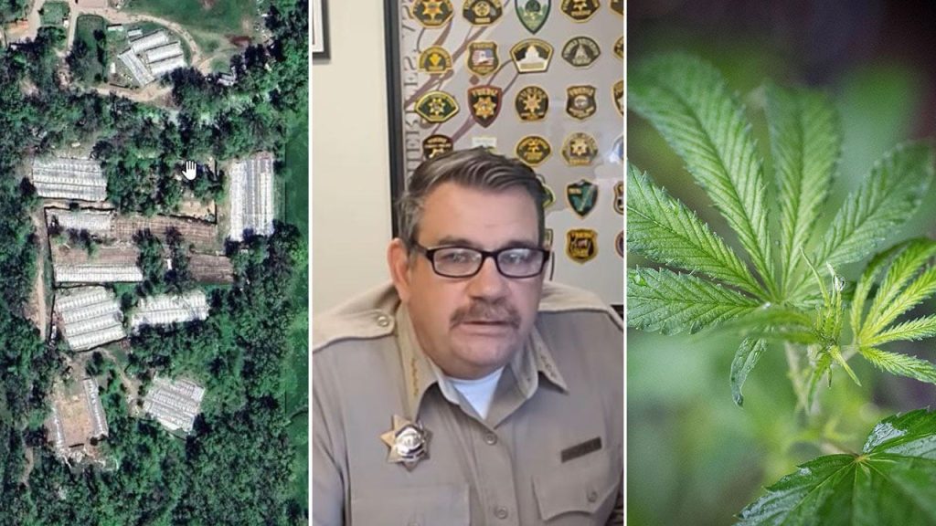 California sheriff warns of cartels amid accusations of overstepping authority in tribal land cannabis raids