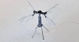 ROBO-STING China unveils tiny terrifying mosquito-sized drone to be used for spying & special missions as they sneak into homes,
