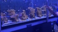 Coral reef cross-bred pilot program shows signs of success