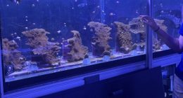 Coral reef cross-bred pilot program shows signs of success