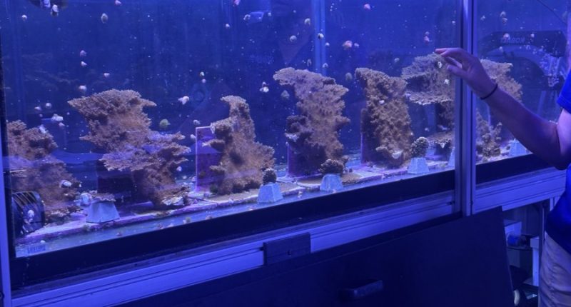 Coral reef cross-bred pilot program shows signs of success