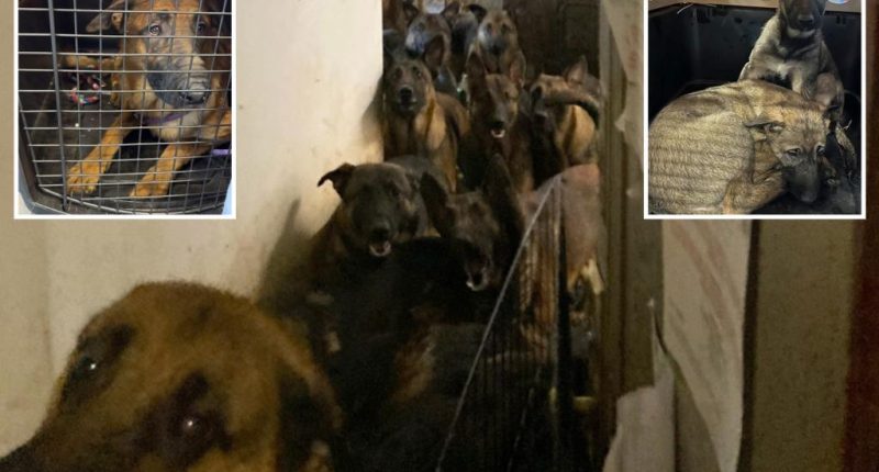 Cruel Queens dog hoarder could face 1 year behind bars