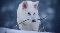 Endangered species deserve a home, too 