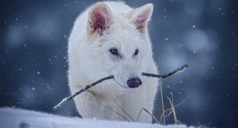 Endangered species deserve a home, too 