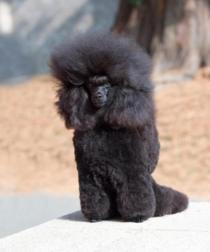 Black toy poodle.