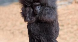 Black toy poodle.