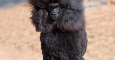 Black toy poodle.