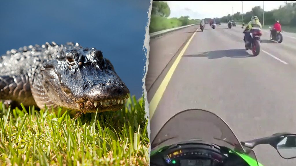 Florida motorcyclists injured after hitting six-foot alligator on highway