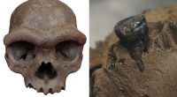 Fossilized 'Dragon Man' skull clears up baffling 'mystery' behind early humans: scientists