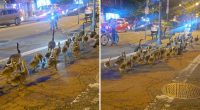 Gang of Jersey City geese halting traffic, going viral