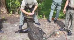 12-foot alligator killed after attacking a girl at Lake Waccamaw.