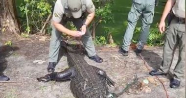 12-foot alligator killed after attacking a girl at Lake Waccamaw.