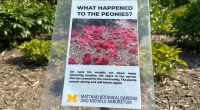 Historic university garden vandalized in apparent anti-Israel statement: 'Don't waste your tears'