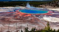 Horrified tourists watch as bison boils to death in Yellowstone hot spring
