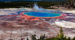 Horrified tourists watch as bison boils to death in Yellowstone hot spring