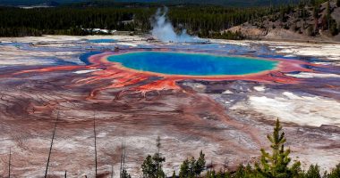 Horrified tourists watch as bison boils to death in Yellowstone hot spring