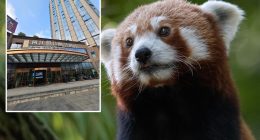 Hotel in China rapped by wildlife officials for using endangered red pandas to wake up guests