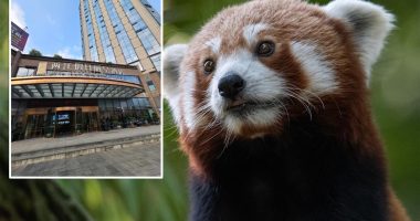 Hotel in China rapped by wildlife officials for using endangered red pandas to wake up guests