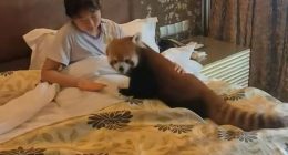 Woman in bed with a red panda.