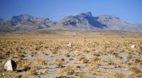 Desert landscape with mountains in the background.